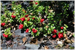 お肌に優しい美白成分アルブチンをたっぷり配合