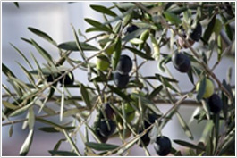 希少なオリーブスクワランでヴィーナスの輝きを